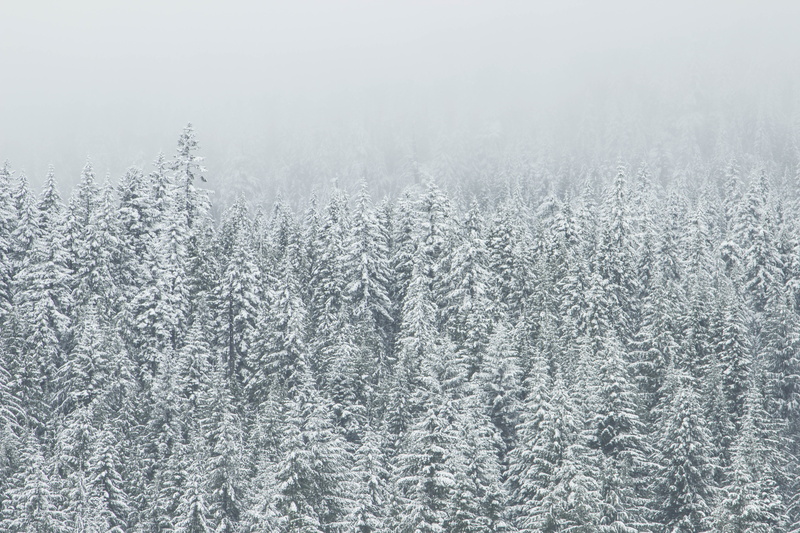 blue, snowing, pine, tranquility, fog, backgrounds, snow, coated, plant, pine tree, woodland, ice, coniferous tree, 5K, trees, nature, covering, white color