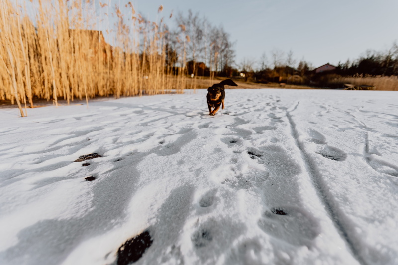 sunset, adventure, field, snow, covering, full length, winter, day, 5K, middle, lifestyles, outdoors, real people, one animal, leisure activity, cold temperature