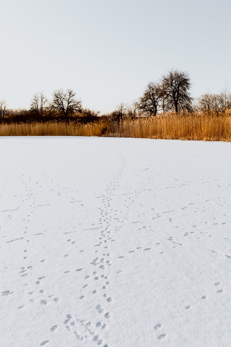 tranquil scene, nature, cane, covering, white color, outdoors, frozen, tranquility, adventure, clear sky, magic hour, snow, middle, no people, sky, non-urban scene