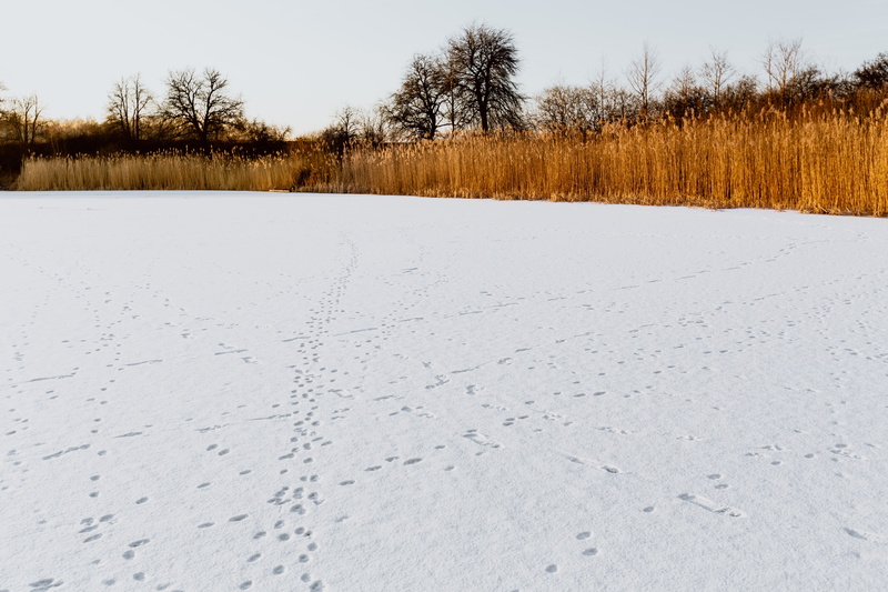 magic hour, plant, tranquility, day, white color, beauty in nature, 5K, land, no people, snow, nature, adventure, tranquil scene, frozen, field, sky, cane