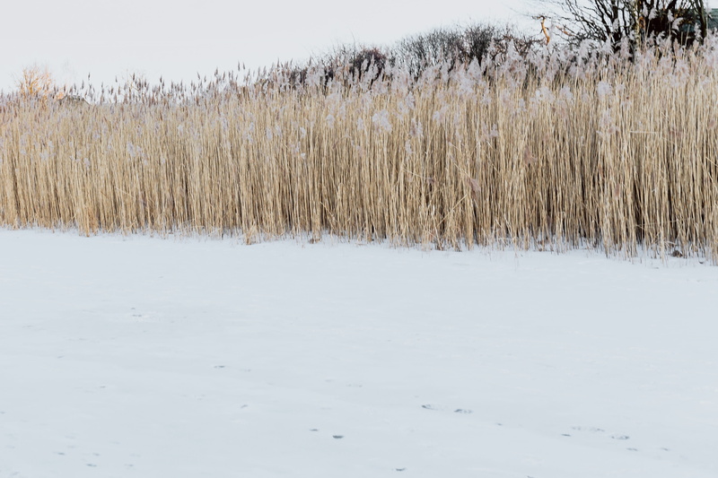 snow, cold temperature, 4K, nature, environment, non-urban scene, land, adventure, day, cane, lake, no people, landscape, field, middle, frozen, growth