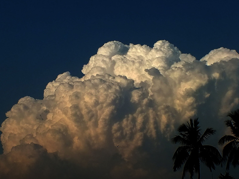 palm tree, day, Cloudscape, tree, sunset, sky, from my roof top, ominous, silhouette, nature, beauty In Nature, tropical climate, idyllic, blue, no people