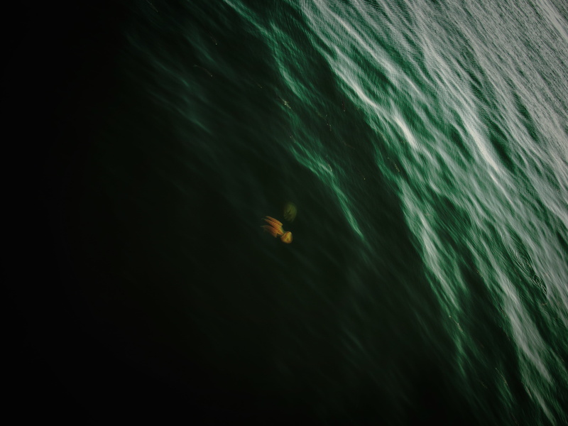 one animal, undersea, landscape, motion, marine, water, animal, fish, turquoise colored, sea, 4K, animal wildlife, animal themes, outdoors, vertebrate