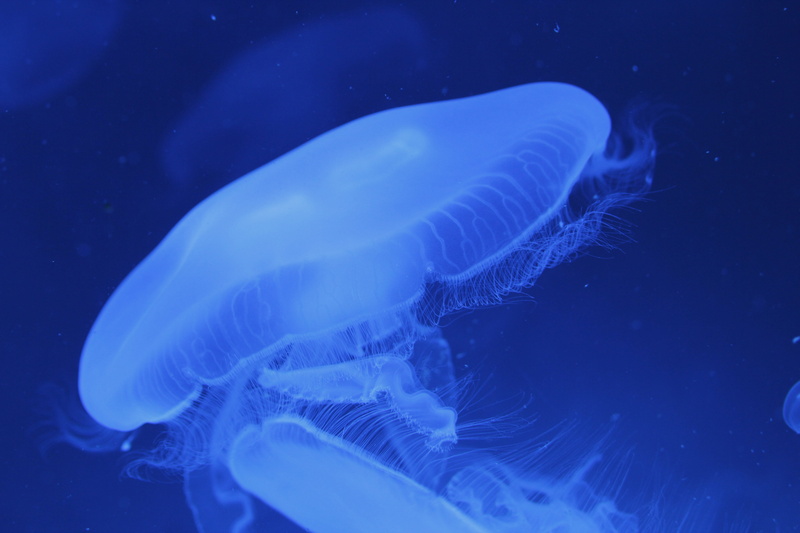 andalusia, sea, science park, current, marine, floating on water, fauna, sea life, aquarium, nature, costa, water, fish, biodome, ocean, invertebrate, swimming