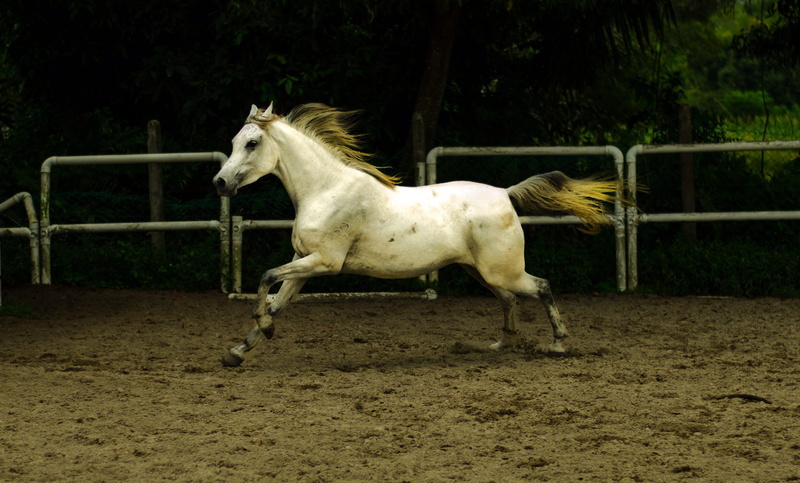 cavalry, pets, full length, domestic animals, herbivorous, animal, nature, one animal, animal wildlife, mammal, field, stallion, land, horse, tree, side view