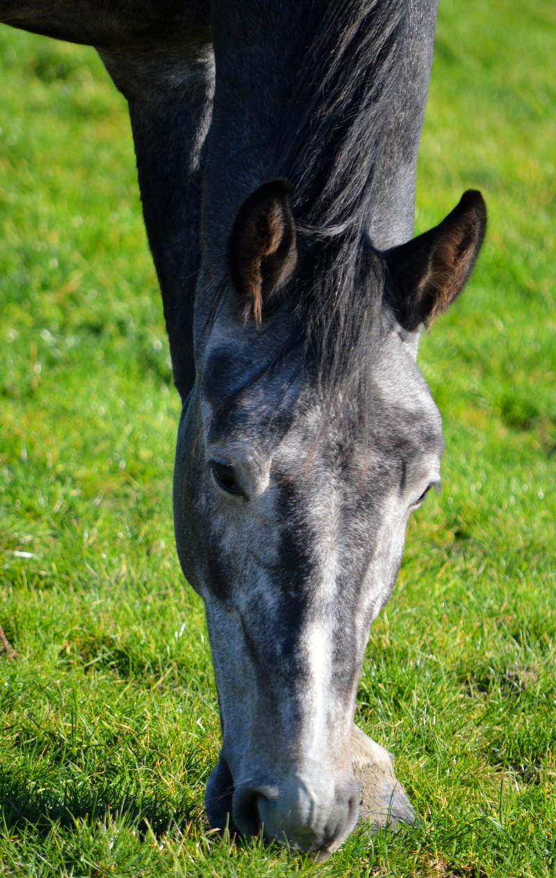 nature, domestic, no people, close-up, one animal, animal head, pets, outdoors, vertebrate, mammal, pasture, grazing, domestic animals, animal themes, herbivorous
