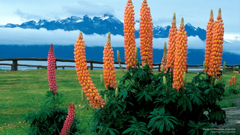 argentina, patagonia, flowers, 2K, South America
