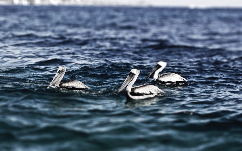 water, cabo, mexico, photography, nikond40, nature, blue, san, lucas, darkblue, nikon, pelicans, animals, 2K, nikonaf‑sdxzoom‑nikkor18‑55mmf/3.5‑5.6gedii