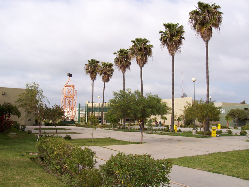 Tijuana, palm Tree, travel destinations, tree, UABC, photos, tropical climate, spirituality, no people, built structure, sky, community, belief, street
