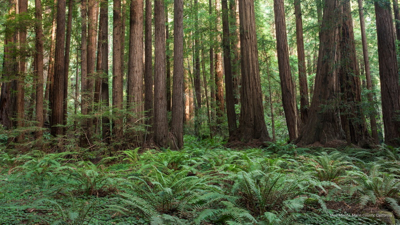 marin, county, muir, california, 2K, moods, North America
