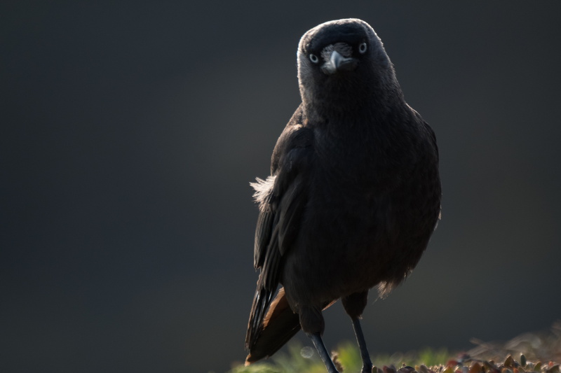 nature, animal, black background, portrait, animal wildlife, outdoors, jackdaw, beak, cornwall, vertebrate, crow, silhouette, bird, bird of prey, united kingdom