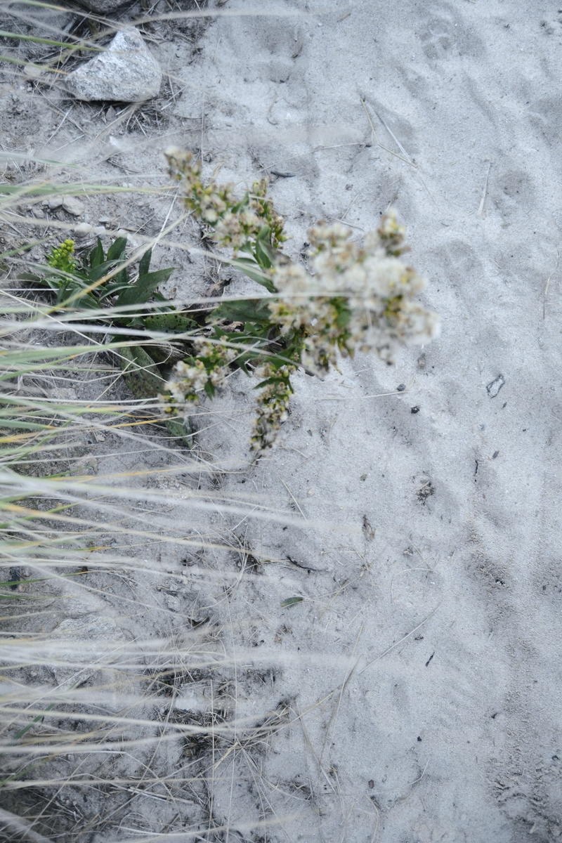 frozen, sand, high angle view, ice, vulnerability, united states, plant, 1080P, white color, winter, flowering plant, fragility, new england, flower, close-up