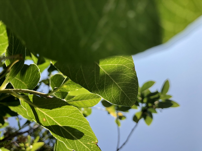 animal, veins, freshness, trees, growth, tree, green, focus on foreground, close-up, sun, potted plant, plant part, plant, handrail, no people, 4K, united kingdom