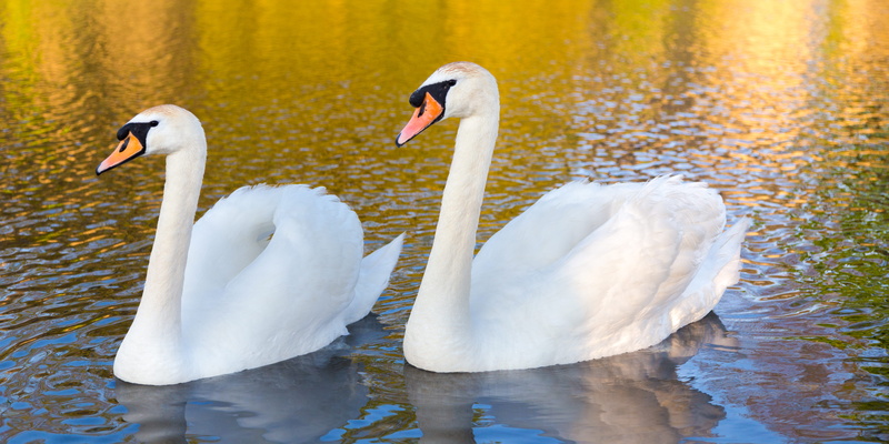 5K, animal themes, white color, group of animals, freshwater bird, swans, vertebrate, united kingdom, animals in the wild, animal wildlife, lake, reflection