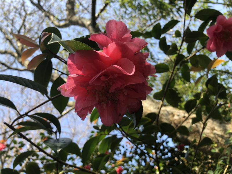 4K, peony, growth, pink color, tree, no people, flower head, focus, vulnerability, flowering plant, leaf, spiderweb, flower, close-up, sun, rose, fragility