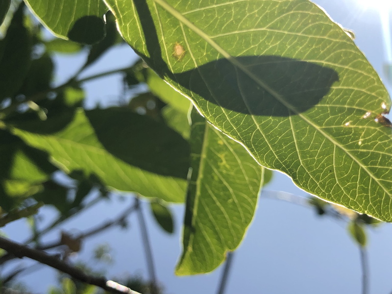 plant, 4K, sky, selective focus, banister, day, flare, leaf, tree, veins, penzance, sun, sunlight, low angle view, beauty in nature, insect, anisoptera