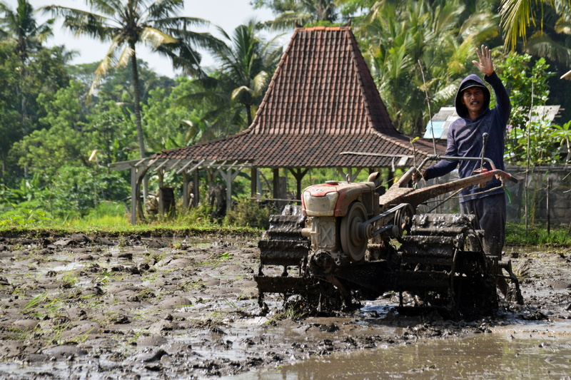 plant, plow, rice, adults only, adult, rural scene, 4K, growth, Agriculture, built structure, nature, hat, plough, tree, water, one person, outdoors, day