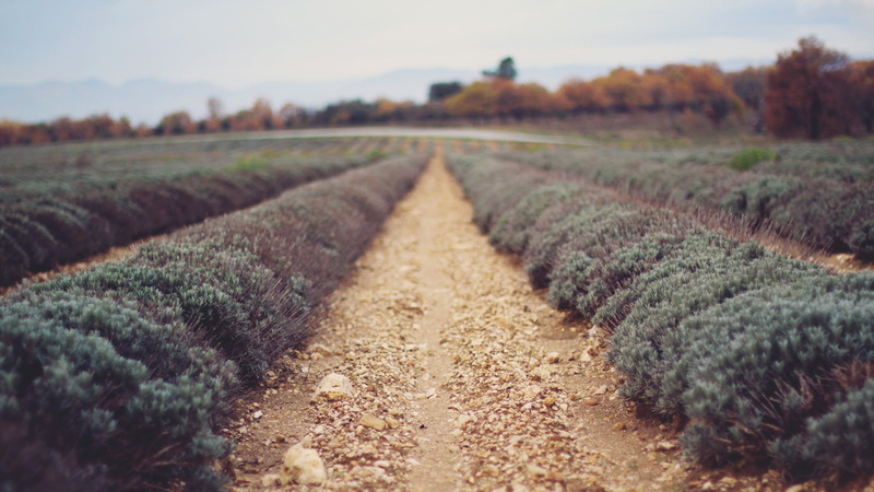 leaf, day, direction, summer, europe, freshness, fall, sunlight, depth of field, no People, plants, farm, growth, beauty In Nature, plateau De Valensole