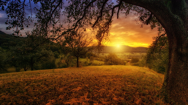 land, sun, environment, landscape, green, 5K, near, trees, black, outdoors, hour, idyllic, tranquil scene, scenics - nature, orange, sunbeam, crops, golden