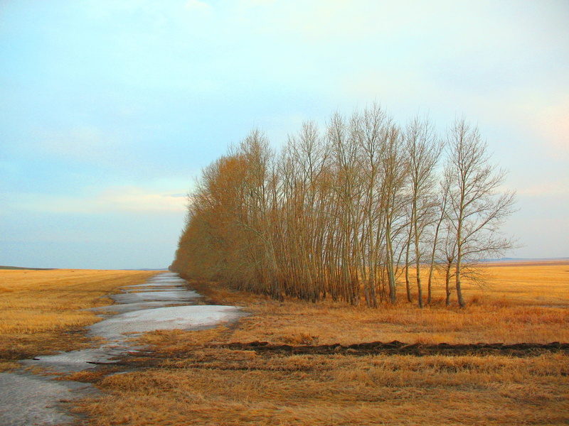 beauty In Nature, the way forward, bare, landscape, outdoors, cloud - sky, tree, tillage, plant, spring, backgrounds, sand, land, plowing, tress, direction