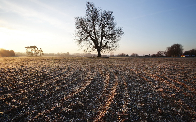 summer, yellow, winter, growth, day, field, frosts, dirt, landscape, 720P, morning, sky, outdoors, sunlight, farm, in A Row, nature, horizon Over Land