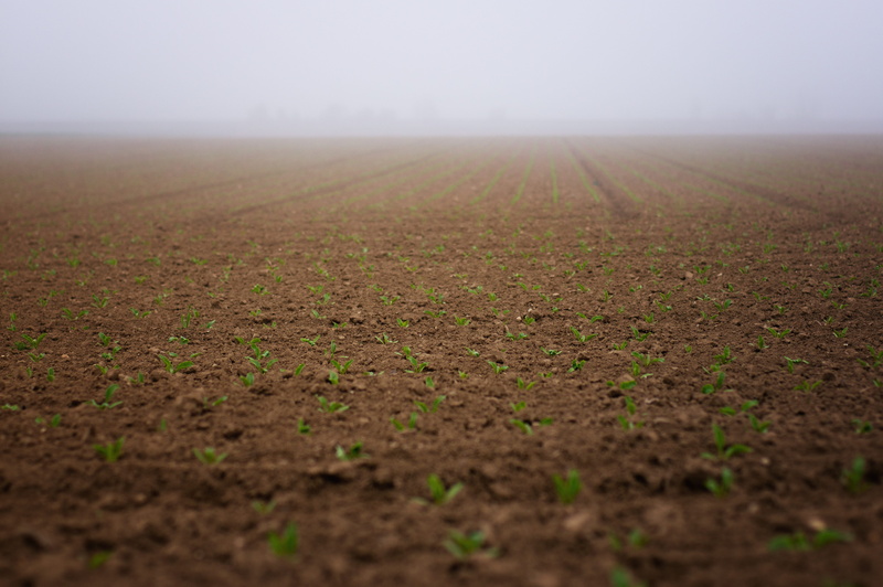 spring, field, nature, sowing, germ leaves, plant, seed bed, tranquility, 5K, plowed field, fog, outdoors, agriculture, sugar beet, no people, day, sky