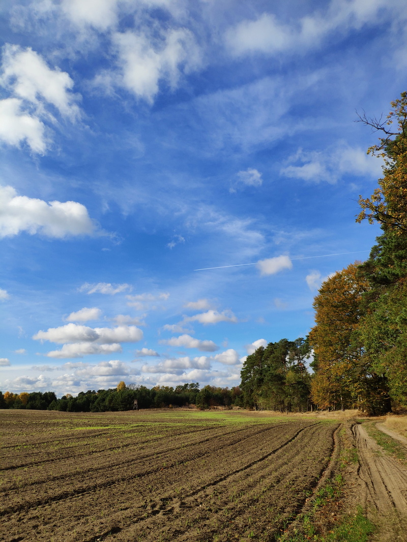 landscape, environment, outdoors, growth, dirt, day, tree, plowed, spacer, 4K, sky, nature, tranquil scene, land, field, agriculture, scenics - nature