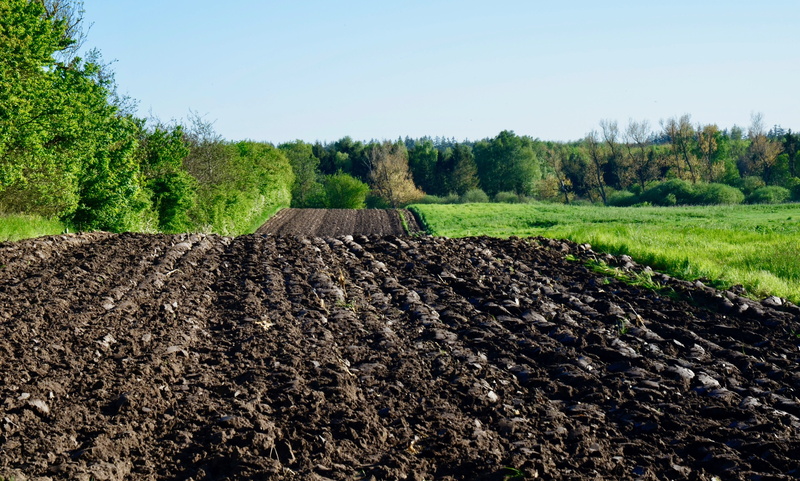 land, growth, agriculture, day, spring, field, sky, plow, tree, arable, plowed, 4K, beauty in nature, seed, scenics - nature, sunlight, environment, tranquil scene