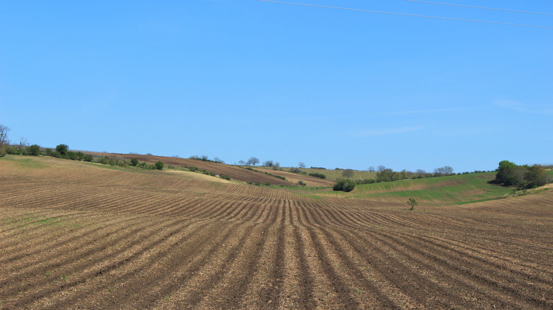 vegetation, forest, tranquility, pattern, plowed field, soil, copy space, rural scene, field, rural, landscape, agriculture, sky, panoramic, nature, scenery