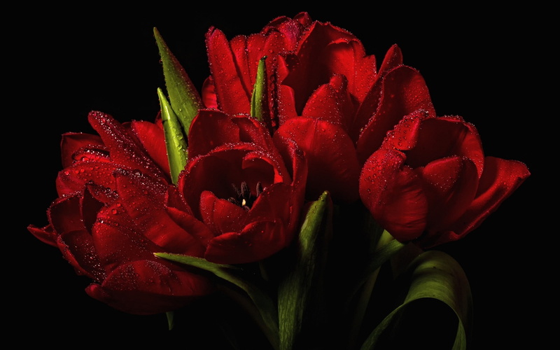 red, red tulips, tulips, 2K, bouquet