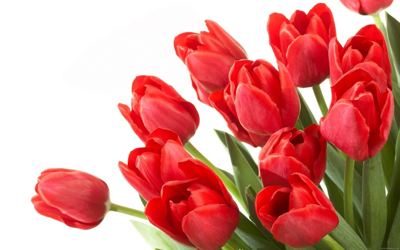 love, tulip, clump, 2K, bouquet, tulips, red, flower