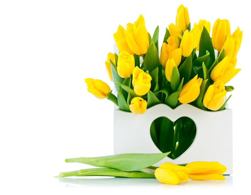 freshness, daffodil, bunch of flowers, no People, white, flower arrangement, cut Flowers, close-up, inflorescence, isolated, yellow tulips, gift, backgrounds