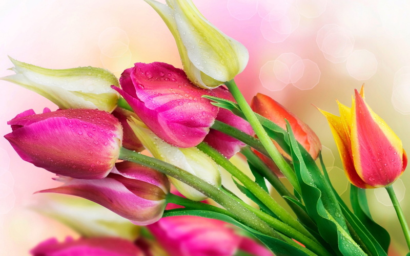 Droplets, Tulips, 2K, Water, Flowers
