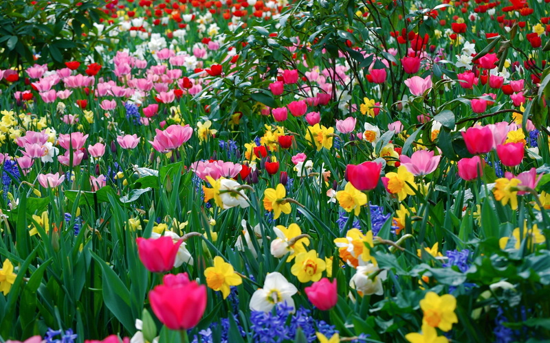 flower, garden, purple, flowers, flower head, growth, springtime, fragility, 2K, bed, color, assorted, vulnerability, petal, no people, land, close-up