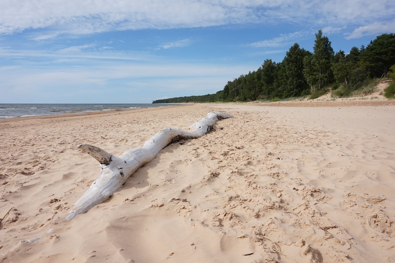 outdoor, cloud - sky, seaside, plant, landscape, latvia, tourism, tranquility, forest, water, 5K, land, no people, blue, day, beach, wood, coastline, summer