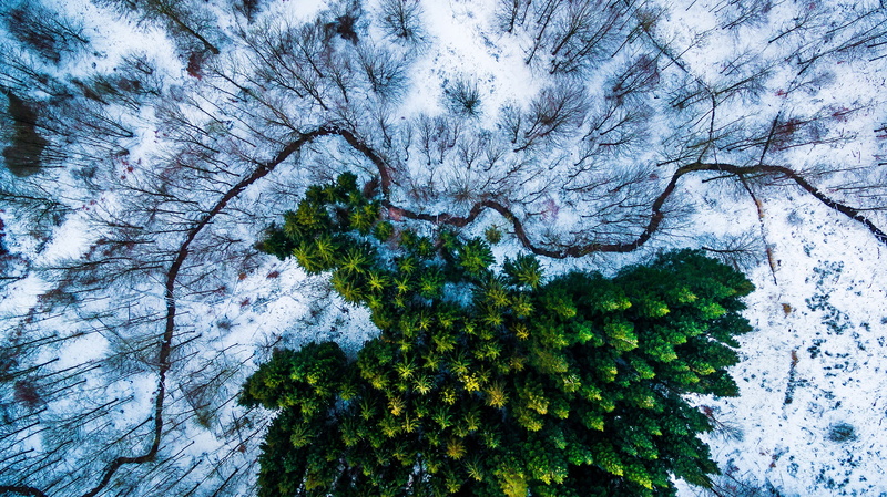 Denmark, winter, stream, 2K, snow, aerial view, Michael Bernholdt, trees, drone