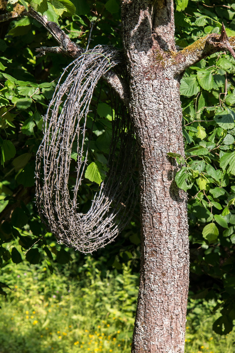 4K, no people, outdoors, plant part, barbed wire roll, day, tranquility, focus on foreground, suspension, plant, textured, branch, iron roll, fixing, wire