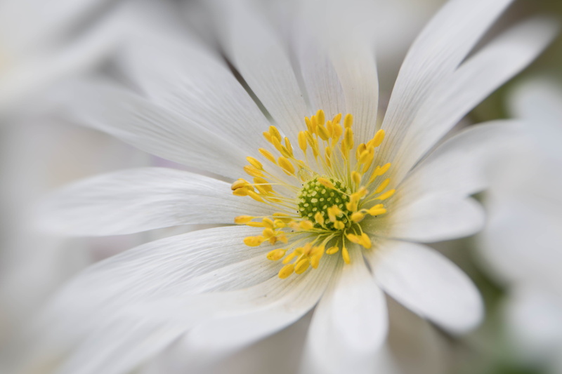 plant, flower, garden, yellow, slottsparken, outdoor, beauty In Nature, sweden, daisy, close, macro, white, springtime, spring, Sverige, flowers, nature