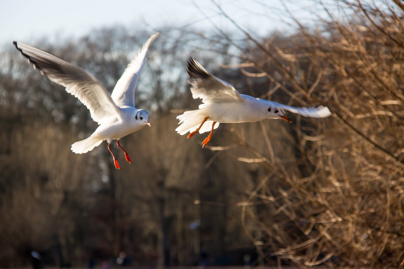 Bird, nature, birds, Malmö, seagull, daytime, fågel, Flying, wildlife, animal, feather, two, white, mås, animal Wing, 4K
