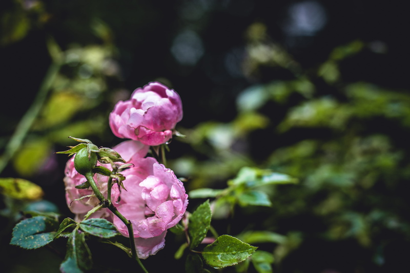 vulnerability, growth, rose, pink rose, flowering plant, outdoors, 4K, inflorescence, flower, malmö, day, sweden, no people, focus on foreground, close-up