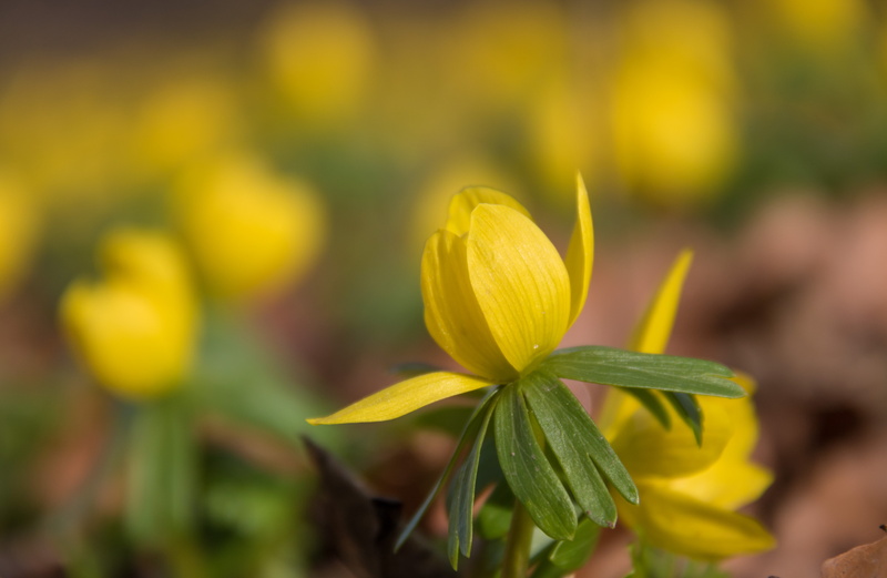 f/3.5, 760d, 5K, canon, gul, Pildammsparken, springtime, lens, camera, geo:location, iso_speed, canon eos, geo, focal_length, shallow, ef, s18, ƒ / 5