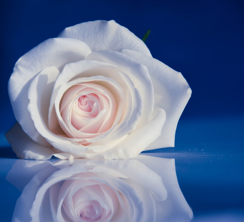 black, mondays, plant, rose - Flower, flower, blue  flower, Malmö, photo, SE, petal, reflection, white Rose, minimalism, pink Color, macro, nature, 4K