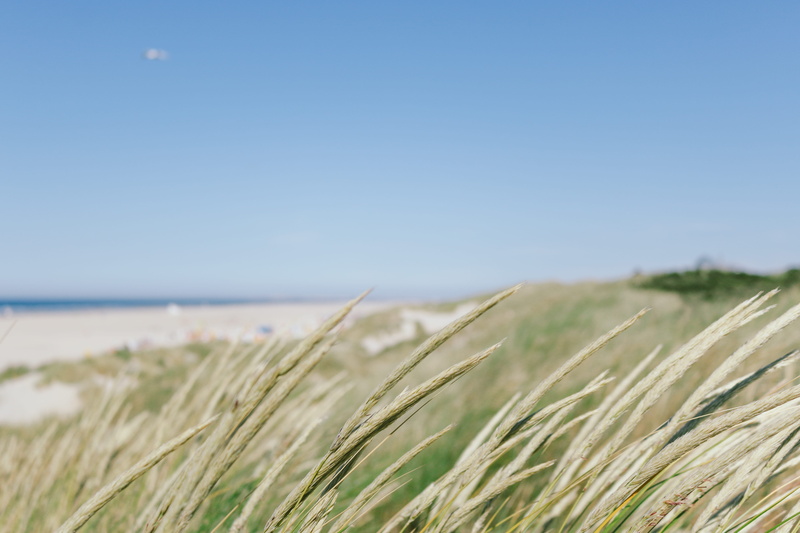 water, nature, marram grass, 5K, germany, grass, see, agriculture, field, beauty in nature, tranquility, scenics - nature, juist, clear sky, north sea