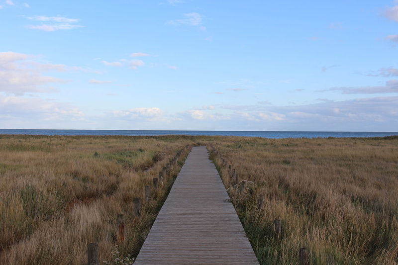 non-urban scene, land, web, tranquility, no people, sky, direction, wood - material, scenics - nature, sylt, wood paneling, the way forward, timothy grass