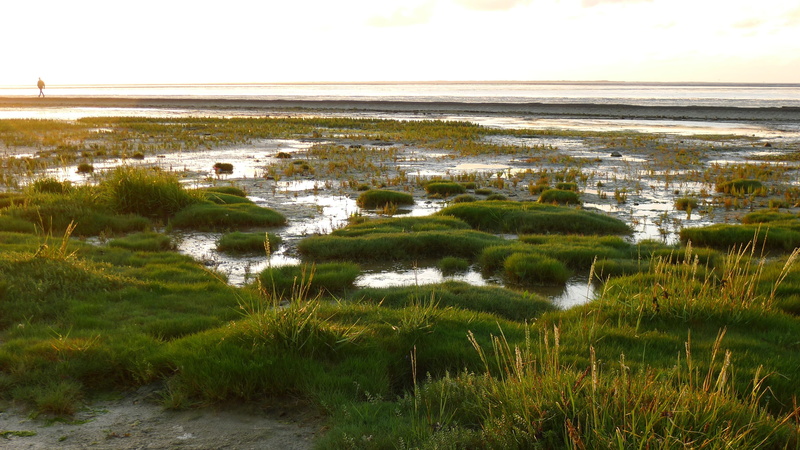 reflection, outdoors, 4K, horizon, growth, water, beauty in nature, landscape, horizon over water, neuharlingersiel, north sea, nature, wadden sea, grass