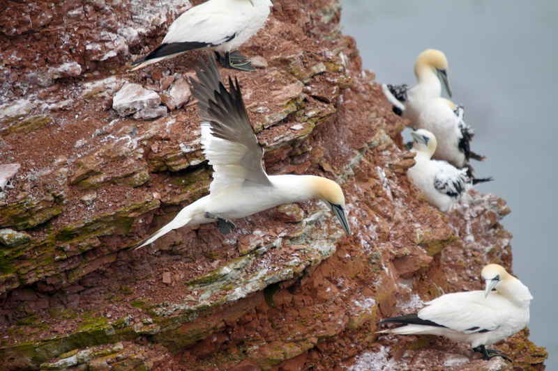 bird, group of animals, mecklenburg, white color, spread wings, nature, birds, animal wildlife, germany, animals in the wild, water, animal themes, animal