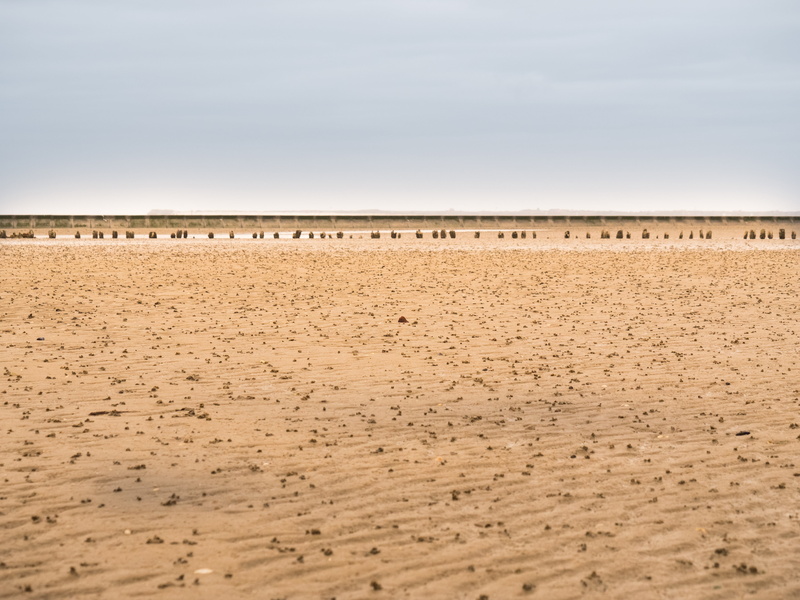 travel destinations, group of animals, water, nature, 4K, animal, north sea, sea, animal wildlife, wadden sea, sky, sand, beach, safari, desert, arid climate