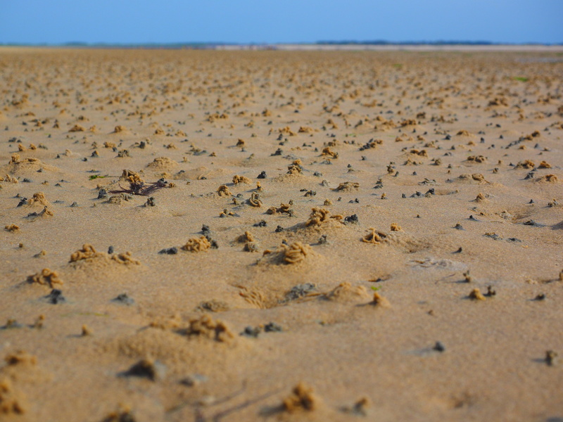 flat coast, sky, coast, sand, sand watt, droppings, pier worm, landscape, watt hike, hike in the wadden, dry, climate, tidal creeks, sea, animal wildlife