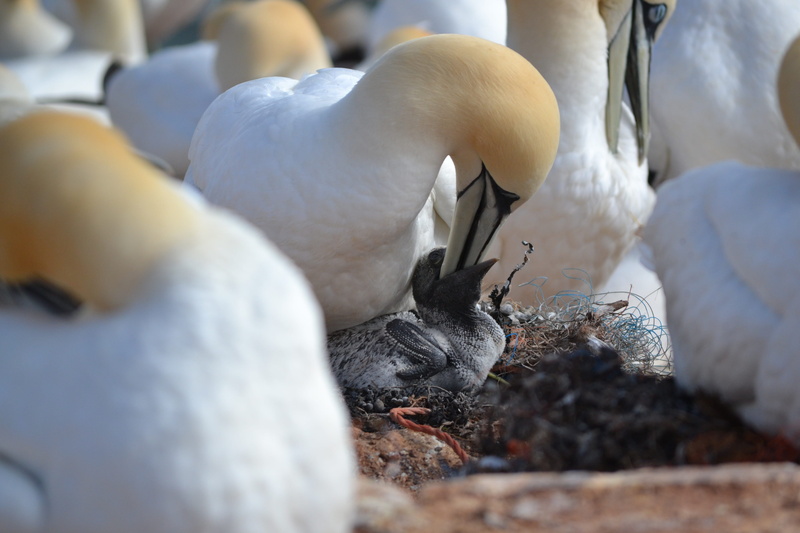 day, wadden sea, young animal, care, animal themes, mother, northern gannet, feeding, sweet, security, hatching, water bird, beginnings, animal family