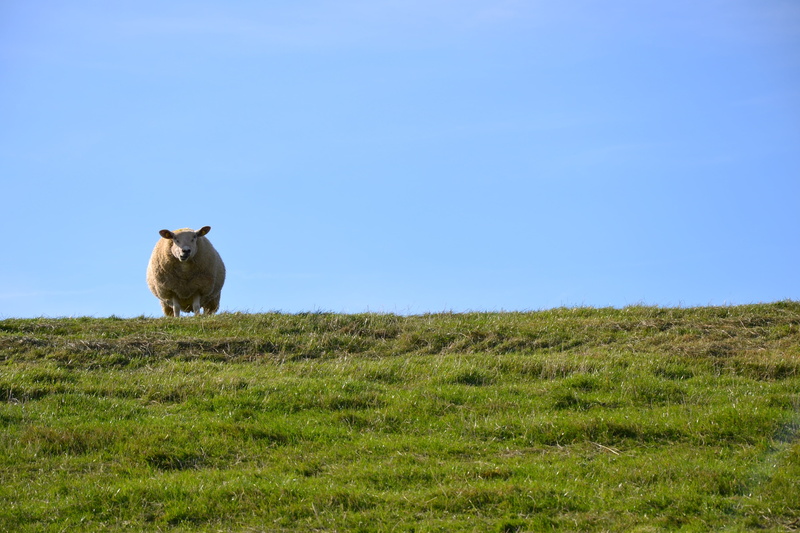 dike sheep, animal themes, sky, grass, day, pellworm, herbivorous, clear sky, field, sheep, nature, land, dike, landscape, domestic, domestic animals, copy space